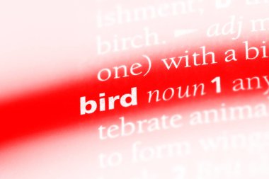 kuş Word'de bir sözlük. kuş kavramı.