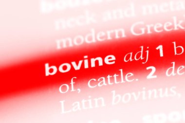 sığır tek kelimeyle bir sözlük. sığır kavramı.