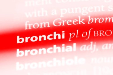 bronşlar Word'de bir sözlük. bronşlar kavramı.