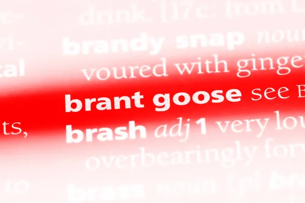 Brant Goose Word Dictionary Brant Goose Concept — Stock Photo, Image