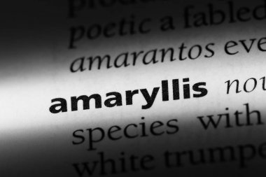Amaryllis Word'de bir sözlük. Amaryllis kavramı.