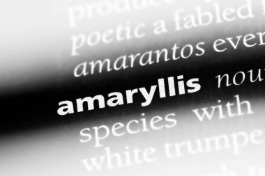 Amaryllis Word'de bir sözlük. Amaryllis kavramı.
