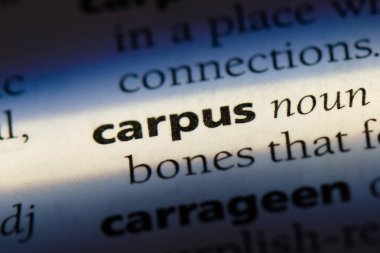 Carpus sözcük sözlüğe. Carpus kavramı