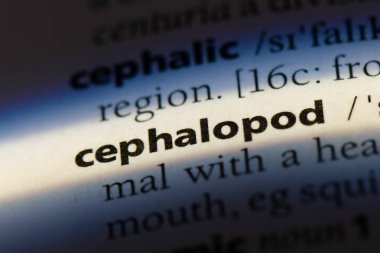 bir sözlüğü'ndeki kafadanbacaklı sözcüğü. kafadanbacaklı kavramı