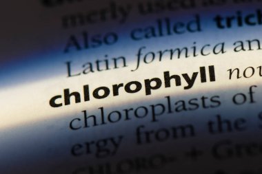klorofil Word'de bir sözlük. klorofil kavramı