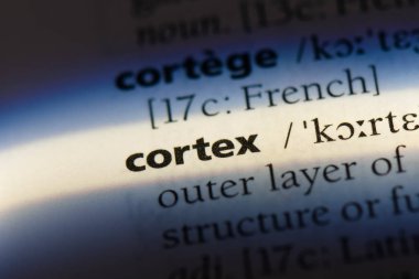 korteks Word'de bir sözlük. korteks kavramı