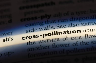 Çapraz tozlaşma Word'de bir sözlük. Çapraz tozlaşma kavramı