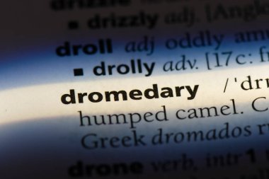 dromedary Word'de bir sözlük. dromedary kavramı