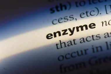 enzim Word'de bir sözlük. enzim kavramı