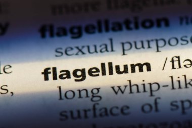 kamçı Word'de bir sözlük. kamçı kavramı