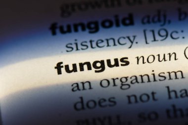 mantar Word'de bir sözlük. mantar kavramı