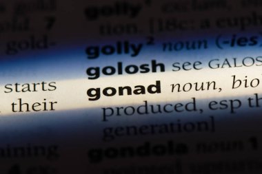 Erbezi Word'de bir sözlük. Erbezi kavramı