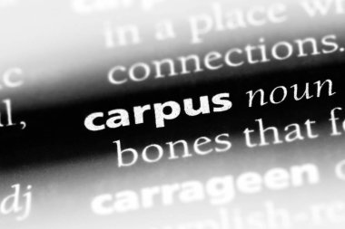 Carpus sözcük sözlüğe. Carpus kavramı