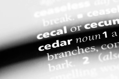 Sedir Word'de bir sözlük. Sedir kavramı