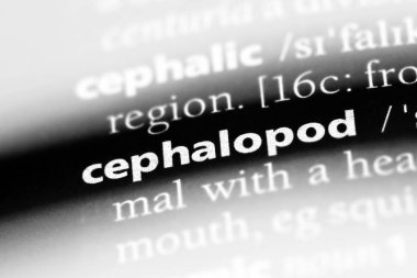 bir sözlüğü'ndeki kafadanbacaklı sözcüğü. kafadanbacaklı kavramı