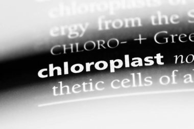 kloroplast Word'de bir sözlük. kloroplast kavramı