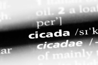 ağustosböceği Word'de bir sözlük. ağustosböceği kavramı