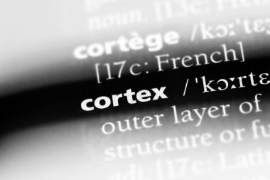 korteks Word'de bir sözlük. korteks kavramı