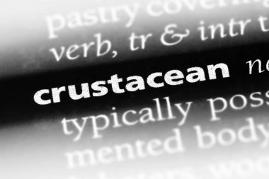 kabuklu tek kelimeyle bir sözlük. kabuklu kavramı