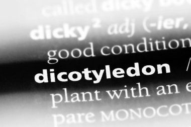dicotyledon sözcük sözlüğe. dicotyledon kavramı