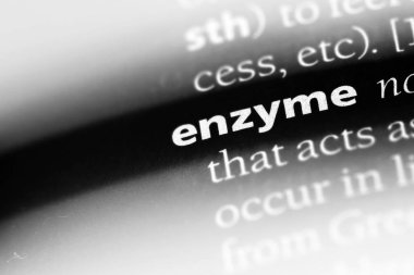 enzim Word'de bir sözlük. enzim kavramı