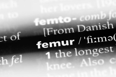 bir sözlüğü'ndeki femur sözcüğü. uyluk kemiği kavramı