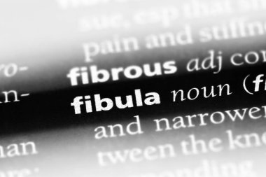 fibula Word'de bir sözlük. fibula kavramı