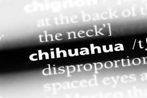 Chihuahua Parola Dizionario Concetto Chihuahua — Foto Stock