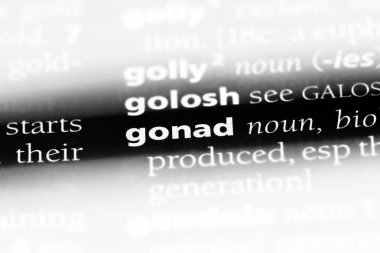 Erbezi Word'de bir sözlük. Erbezi kavramı