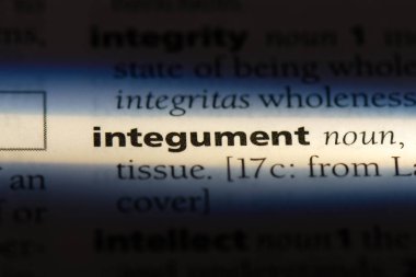 deri Word'de bir sözlük. deri kavramı.