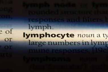 lenfosit Word'de bir sözlük. lenfosit kavramı.