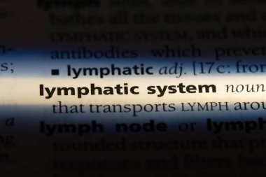 lenfatik sistem Word'de bir sözlük. lenfatik sistem kavramı.