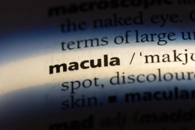 Makula Word'de bir sözlük. Makula kavramı.