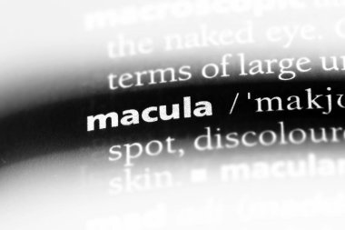 Makula Word'de bir sözlük. Makula kavramı.