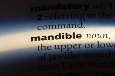 alt çene kelime sözlüğe. Mandibula kavramı.