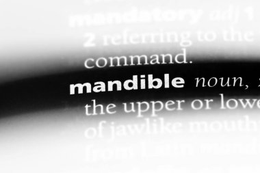 alt çene kelime sözlüğe. Mandibula kavramı.