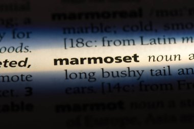 bir sözlüğü'ndeki marmoset sözcüğü. marmoset kavramı.