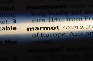 bir sözlüğü'ndeki dağ sıçanı sözcüğü. dağ sıçanı kavramı.