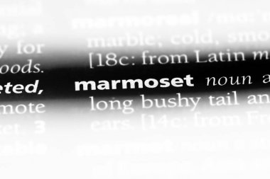 bir sözlüğü'ndeki marmoset sözcüğü. marmoset kavramı.