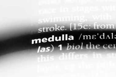 medulla Word'de bir sözlük. medulla kavramı.