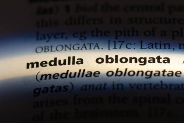 medulla oblongata Word'de bir sözlük. medulla oblongata kavramı.