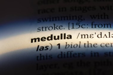 medulla Word'de bir sözlük. medulla kavramı.