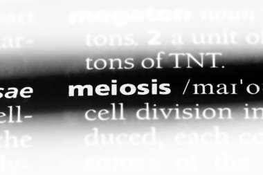 mayoz Word'de bir sözlük. mayoz kavramı.