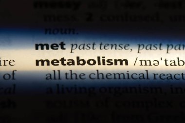 metabolizma Word'de bir sözlük. metabolizma kavramı.