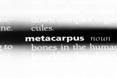 metacarpus sözcük sözlüğe. metacarpus kavramı.