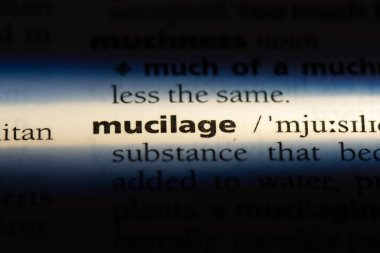 zamk Word'de bir sözlük. zamk kavramı.