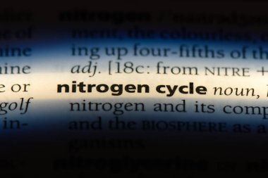 azot döngüsü Word'de bir sözlük. azot döngüsü kavramı.