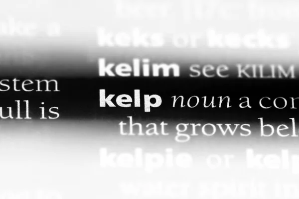 Kelp Palavra Dicionário Conceito Algas — Fotografia de Stock