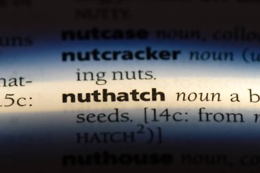 sıvacı kuşu Word'de bir sözlük. sıvacı kuşu kavramı.