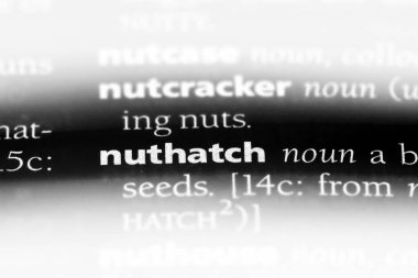 sıvacı kuşu Word'de bir sözlük. sıvacı kuşu kavramı.